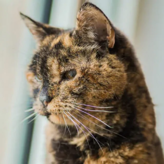 Flossie Cat 6